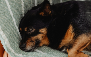 Top 10 Health Concerns for Chihuahua: Prevention and Care