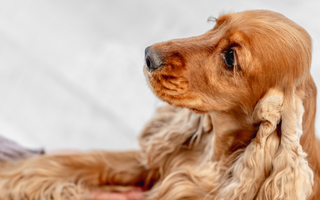 Top 10 Health Concerns for Cocker Spaniel: Prevention and Care