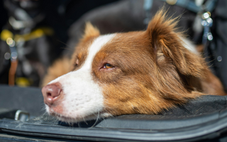 Top 10 Health Concerns for Collie: Prevention and Care