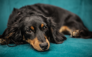 Top 10 Health Concerns for Dachshund: Prevention and Care