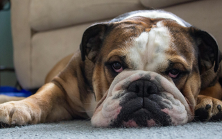 Top 10 Health Concerns for English Bulldog: Prevention and Care