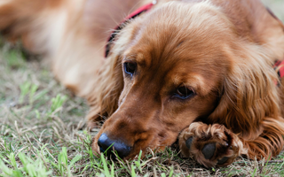 Top 10 Health Concerns for English Cocker Spaniels: Prevention and Care
