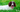 Top 10 Health Concerns for English Springer Spaniel: Prevention and Care
