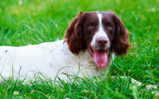 Top 10 Health Concerns for English Springer Spaniel: Prevention and Care