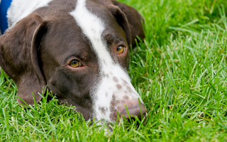 Top 10 Health Concerns for German Shorthaired Pointer: Prevention and Care