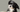 Top 10 Health Concerns for Havanese: Prevention and Care