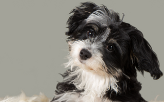 Top 10 Health Concerns for Havanese: Prevention and Care