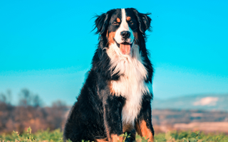 Top 10 Health Concerns for Miniature American Shepherd: Prevention and Care
