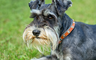 Top 10 Health Concerns for Miniature Schnauzer: Prevention and Care