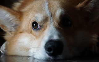 Top 10 Health Concerns for Pembroke Welsh Corgi: Prevention and Care