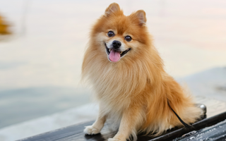 Top 10 Health Concerns for Pomeranians: Prevention and Care