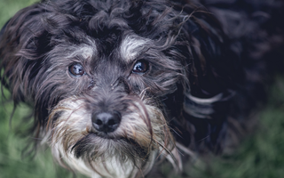 Top 10 Health Concerns for Portuguese Water Dogs: Prevention and Care