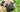 Top 10 Health Concerns for Pug: Prevention and Care