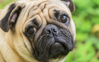 Top 10 Health Concerns for Pug: Prevention and Care