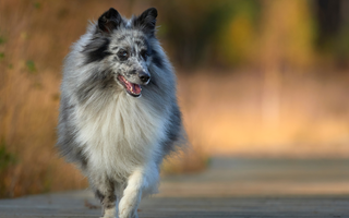 Top 10 Health Concerns for Shetland Sheepdog: Prevention and Care