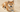 Top 10 Health Concerns for Shiba Inu: Prevention and Care