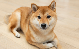 Top 10 Health Concerns for Shiba Inu: Prevention and Care