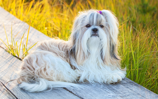 Top 10 Health Concerns for Shih Tzu: Prevention and Care