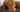 Top 10 Health Concerns for Vizsla: Prevention and Care