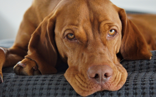 Top 10 Health Concerns for Vizsla: Prevention and Care