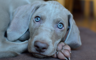 Top 10 Health Concerns for Weimaraner: Prevention and Care