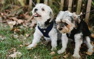 Top 10 Health Concerns for West Highland White Terrier: Prevention and Care
