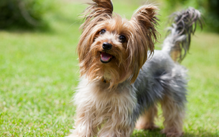 Top 10 Health Concerns for Yorkshire Terrier: Prevention and Care