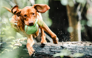 Vizsla Exercise Needs: Keeping Your Vizsla Fit and Happy
