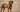 Vizsla Temperament: What to Expect from Your Dog