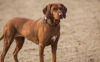 Vizsla Temperament: What to Expect from Your Dog