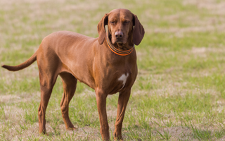 Weimaraner Exercise Needs: Keeping Your Weimaraner Fit and Happy