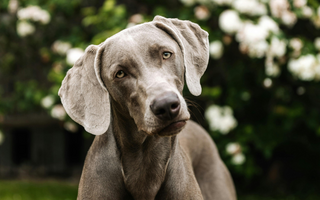 Weimaraner Temperament: What to Expect from Your Dog