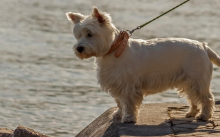 West Highland White Terrier Exercise Needs: Keeping Your West Highland White Terrier Fit and Happy