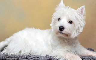 West Highland White Terrier Temperament: What to Expect from Your Dog