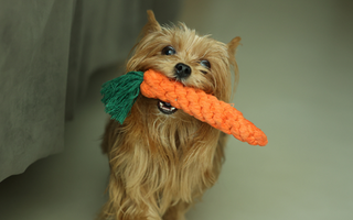Yorkshire Terrier Exercise Needs: Keeping Your Yorkshire Terrier Fit and Happy
