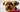 Yorkshire Terrier: What to Expect from Your Dog