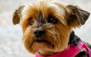 Yorkshire Terrier: What to Expect from Your Dog