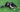 Bernese Mountain Dog Feeding Guide: From Puppy to Senior - EachPaw