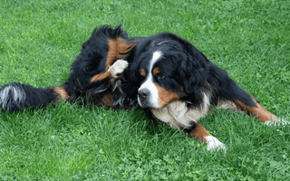 Bernese Mountain Dog Feeding Guide: From Puppy to Senior - EachPaw