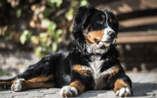 Bernese Mountain Dog Grooming: Coat Care and Hygiene Tips - EachPaw