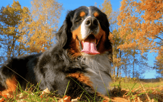 Bernese Mountain Dog Training Tips: Raising a Gentle Giant - EachPaw