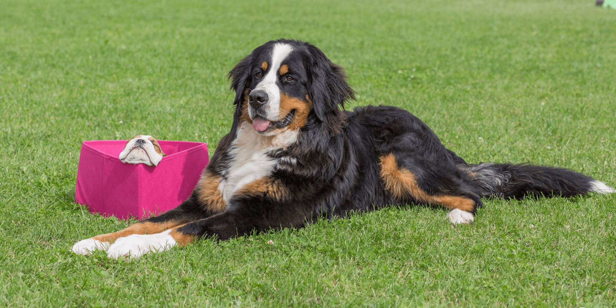 Bernese Mountain Dog Activity Level: Energetic Insights