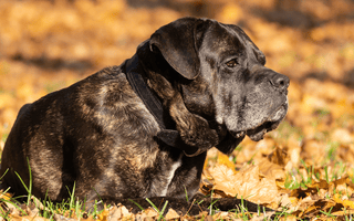 Cane Corso as Family Dogs: Are They Good with Children? - EachPaw