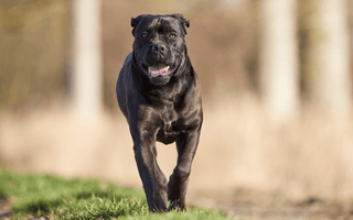 Cane Corso Diet and Nutrition: What You Need to Know - EachPaw