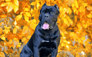 Cane Corso vs. Other Large Breeds: Which is Right for You? - EachPaw