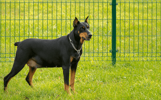 Common Doberman Pinscher Health Issues: Prevention and Treatment - EachPaw