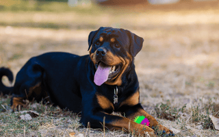 Common Rottweiler Health Issues: Prevention and Treatment - EachPaw