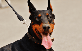 Doberman Pinscher Exercise Essentials: Keeping Your Dog Happy and Healthy - EachPaw
