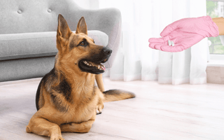 German Shepherd Dog Health Issues: What Every Owner Should Know - EachPaw