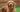 Golden Retriever Diet: Best Foods for Optimal Health and Longevity - EachPaw